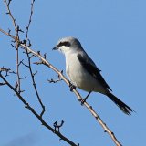 Grey Grey Shrike, Grimes Graves, Norfolk