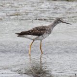 Greater Yellowlegs