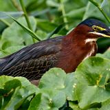 Green Heron