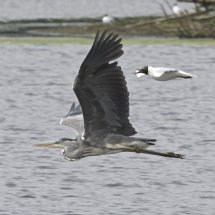 Grey Heron being mobbed by seagulls