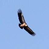 Griffon Vulture