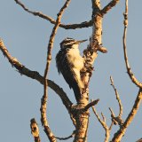 Hairy Woodpecker