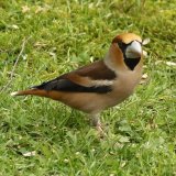 Hawfinch