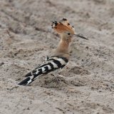 Hoopoe