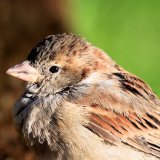 House Sparrow