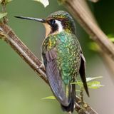 Purple throated mountain gem (female)