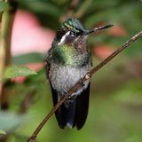 Purple throated mountain gem (male)