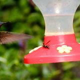 Hummingbirds
