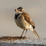 Cape Wagtail