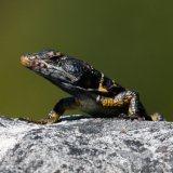 Lizard