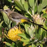 Cape Sugar Bird