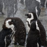 African Penguins taking a shower