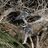 Pied Kingfishers