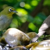 Cape White Eye + Common Waxbill