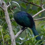 Knysna Turaco