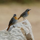 Cape Robin-Chat