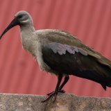 Hadeda Ibis
