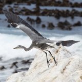 Grey Heron