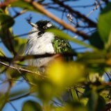 Dideric Cuckoo