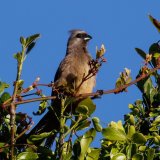 Speckled Mousebird