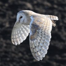 Barn Owl