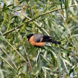 Bullfinch