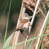 Whitethroat