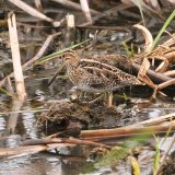 Jack Snipe