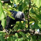 Jackdaw