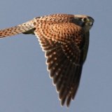 Kestrel