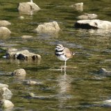 Killdeer