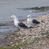 Kittiwake