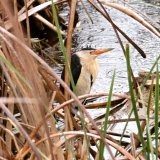 Little Bittern