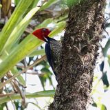 Lineated woodpecker