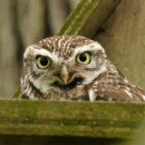Little Owl