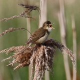 Marsh Warbler