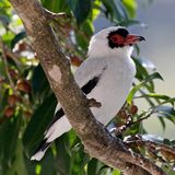 Masked Tityra