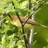 Melodious Warbler