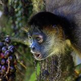 Spider Monkey