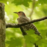Northern Flicker