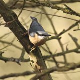 Nuthatch