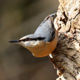 Nuthatch - Lackford Lakes, Suffolk