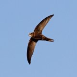 Pallid Swift