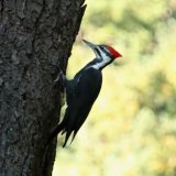 Pileated Woodpecker