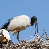 Sacred Ibis