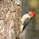 Red bellied woodpecker