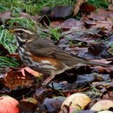 Redwing