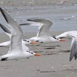 Royal Tern