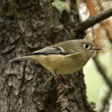 Ruby Crowned Kinglet
