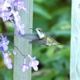 Ruby throated hummingbird